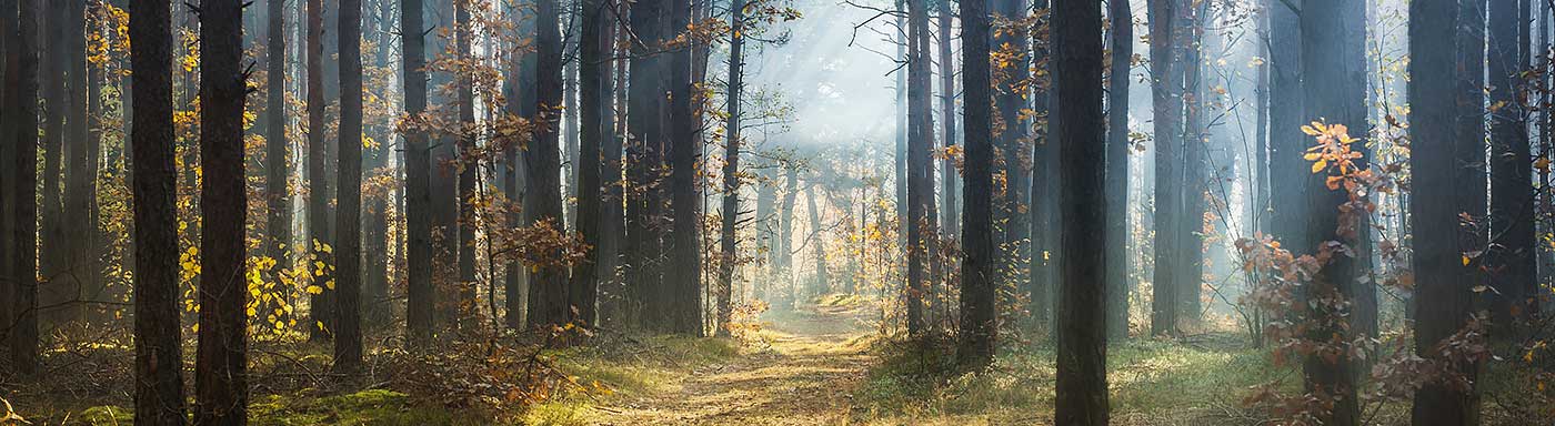 Skog utfallande